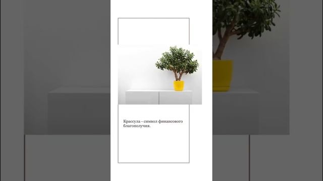 Самые простые в уходе комнатные растения. #shorts #дизайнинтерьера #растения #интерьер #советы смотреть онлайн