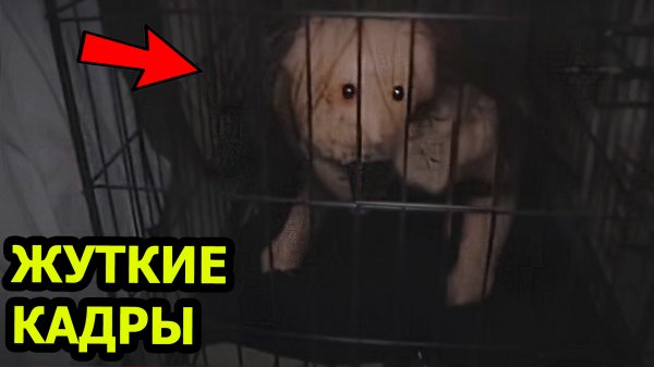 5 СТРАШНЫХ Видео не для Слабонервных. Мистика. Реальные кадры