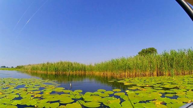 Мальки ДИКОГО САЗАНА на поплавок в кувшинках/с.Беленькое Запорожье2021 смотреть онлайн