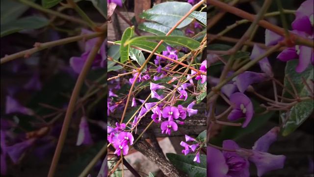 Hardenbergia violacea смотреть онлайн