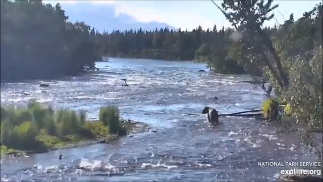 Медведи. Национальный Парк Катмай, Аляска. Bears. Katmai National Park, Alaska. смотреть онлайн