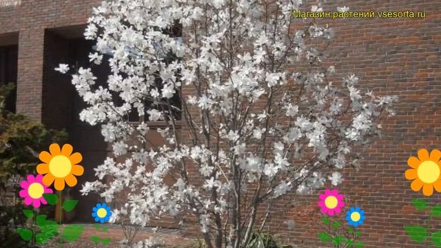 Магнолия звездчатая Роял Стар. Краткий обзор, описание характеристик Magnolia Stellata Royal Star