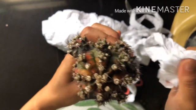 เปิดกล่องไม้ Ep.12 ไม้กราฟยิมโนด่าง & คาปุดเมดูซ่า