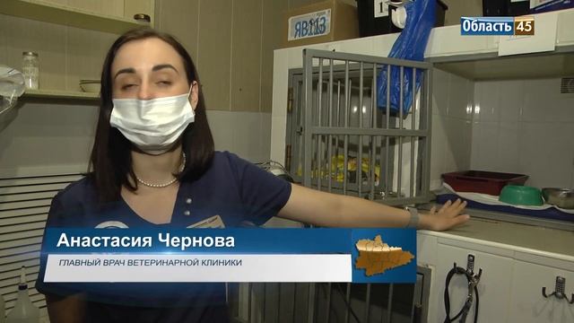 В Кургане женщина подкинула к дверям ветеринарной клиники трёхлапую кошку смотреть онлайн