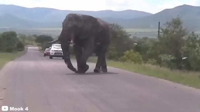 30 Scariest Animal Encounters of The Year смотреть онлайн