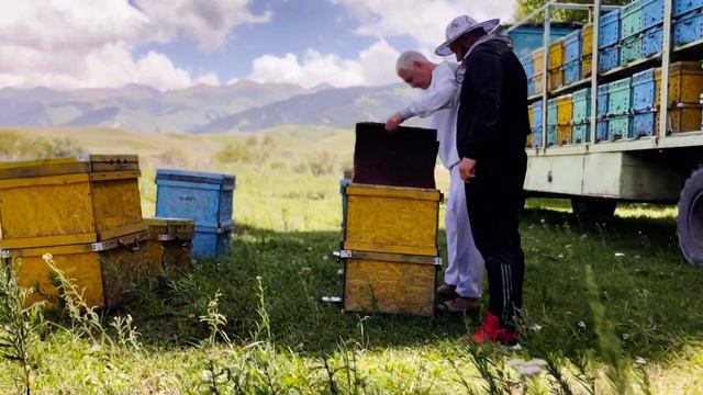 Великолепная пасека в Кыргызстане смотреть онлайн