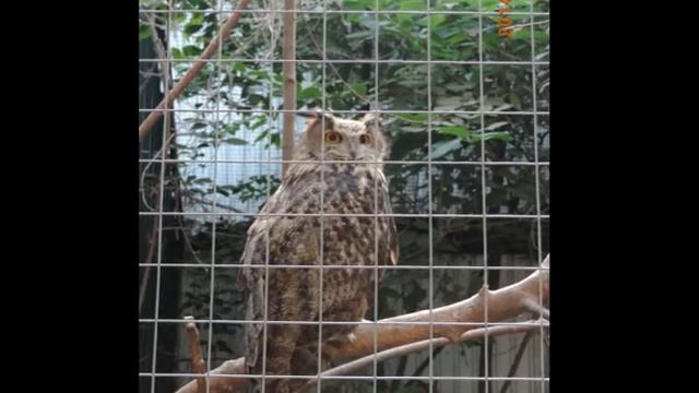 Поход в зоопарк смотреть онлайн