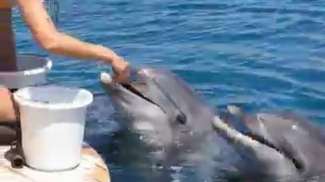 Кормление дельфинов Feeding the dolphins смотреть онлайн