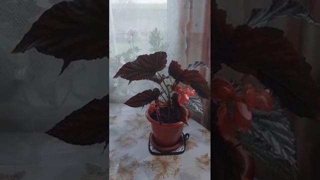 Бегония Коралловая Как цветёт и уход за ней смотреть онлайн
