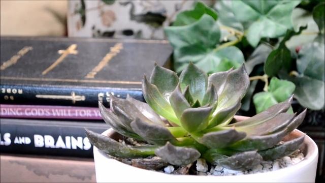 Pretty Succulents-Echeveria 'Black Prince'