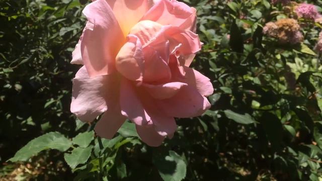 Новороссийск| MY SUMMER FLOWERS//ПРИВЕТ ИЗ ЛЕТНИХ КЛУМБ// смотреть онлайн