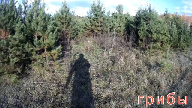 рыжики смотреть онлайн