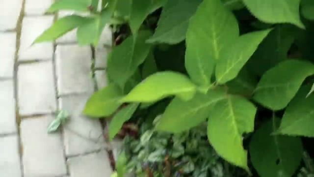 В гостях у Ольги Фео. Сравниваем наши гортензии "Киушу" . Они разные!!! смотреть онлайн