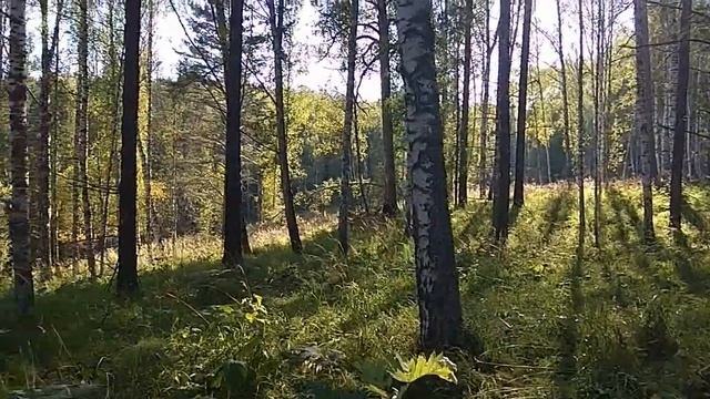 Прогулка в лесу с западносибирскими лайками. смотреть онлайн