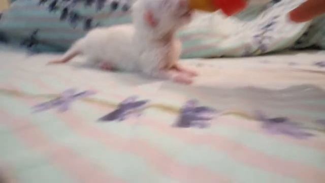 Искусственное кормление новорожденного британского котенка смотреть онлайн