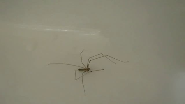 Паук в ванной смотреть онлайн