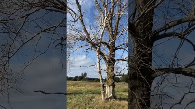 Почему засыхают деревья!?!!! Ксилема! Флоэма! Проводящие ткани деревьев! Причины. смотреть онлайн