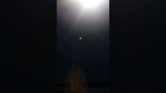 Boreal Owl in English, Pärluggla in Swedish, Aegolius Funereus in latin. смотреть онлайн