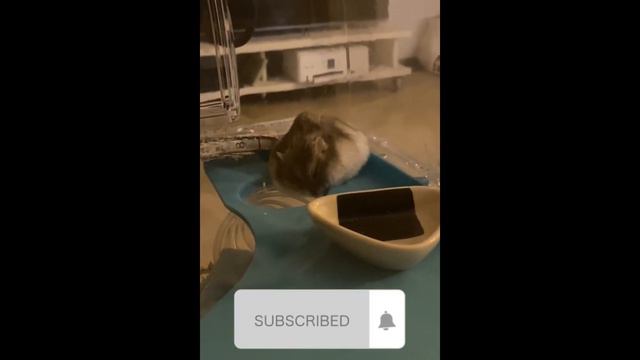 См. Смешные Хомяки  #23 ОН СПИТ?? • Хом