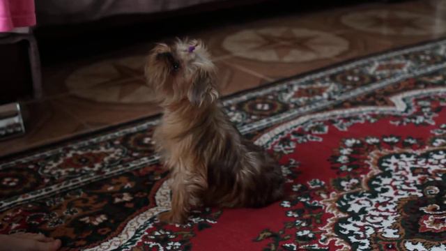 Гриффон Ника выполняет команды смотреть онлайн