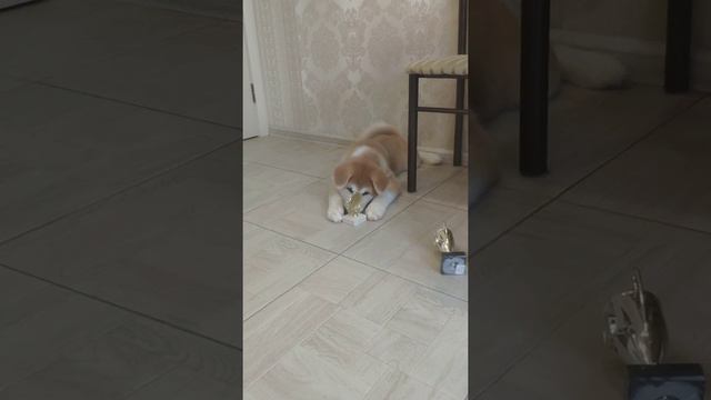 Ох и вкусные какие😋 мамкины награды🏆🏆 Всё- всё нужно попробовать на зубок🤪🤣 Васэйка, Валенсия и смотреть онлайн