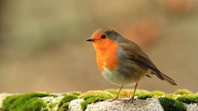 Пение Зарянки и Соловья. Релакс для хорошего настроения смотреть онлайн