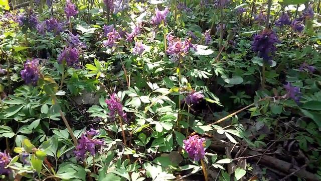 Хохлатка (Corydalis) лесные цветы смотреть онлайн