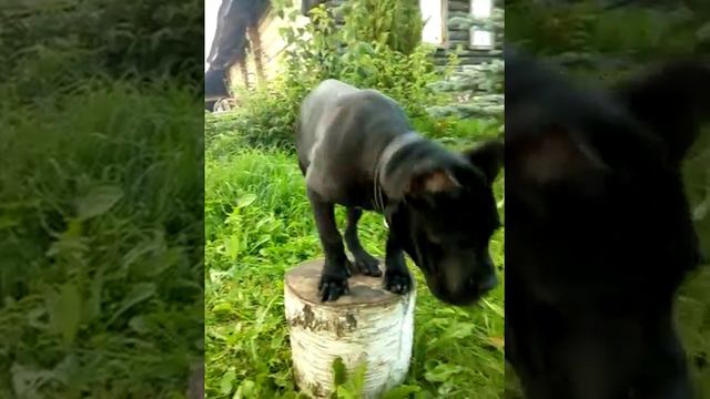 Щенок кане-корсо 4 мес.ловит комариков смотреть онлайн