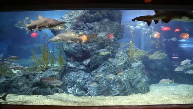 Таиланд. Океанариум Siam Ocean World в Бангкоке смотреть онлайн