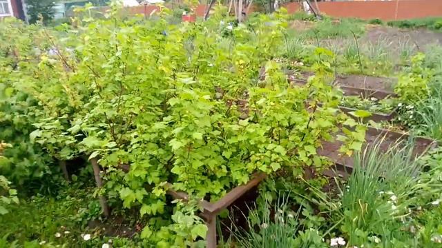 СНОВА НА ДАЧЕ // НЕБОЛЬШОЙ ОБЗОР УЧАСТКА смотреть онлайн