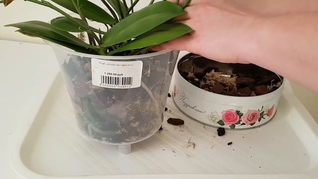 Лучшая ГРУППОВАЯ посадка ОРХИДЕИ Феникс бабочка трилипс уход полив пересадка группой PHOENIX смотреть онлайн