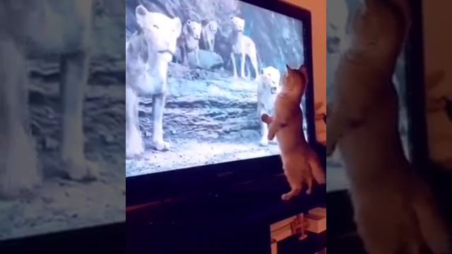 Засмотрелся смотреть онлайн