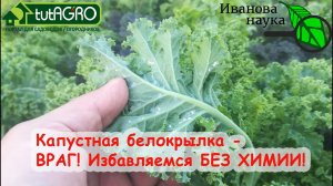 УЖАСНАЯ КАПУСТНАЯ БЕЛОКРЫЛКА УЛЕТИТ НАВСЕГДА! Простой способ борьбы с белокрылкой и гусеницами.