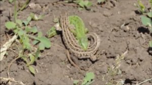 Прыткая ящерица и интересные факты о ней