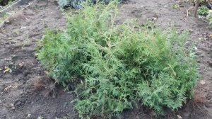 КРАСИВАЯ КЛУМБА .Создаём СВОИМИ РУКАМИ. Все работы от НАЧАЛА до КОНЦА.