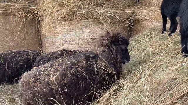 Карликовые французские бараны породы уэссан. Часть 1. смотреть онлайн