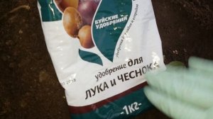 ПРАВИЛЬНАЯ  ПОСАДКА ЧЕСНОКА РОКАМБОЛЬ.