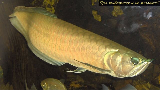 Когда мужчина открыл рот этой рыбке, то чуть не рухнул на пол от увиденного! смотреть онлайн