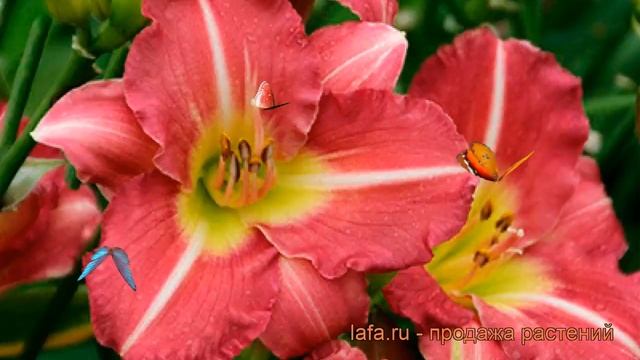 Лилейник гибридный Матрёшка (hemerocallis) ? Матрёшка обзор: как сажать, рассада лилейника Матрёшка смотреть онлайн