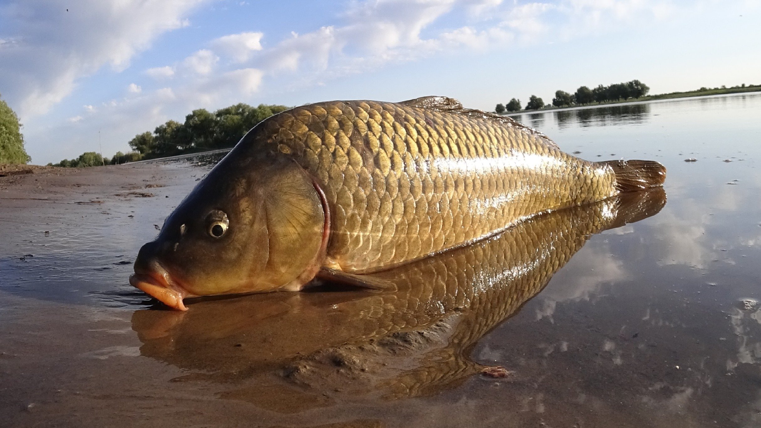 Нашёл САЗАНИЙ ПЛЯЖ! САЗАН на ЗАКИДУШКУ, МАКУШАТНИК, ЖМЫХ! Рыбалка на сазана с ночевой..mp4 смотреть онлайн