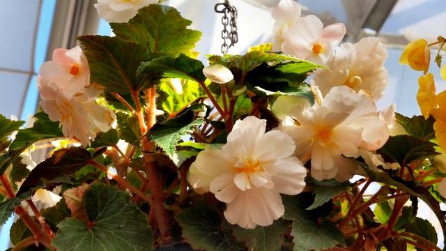 Советы По Уходу За Бегонией / Не Совершай Эти Ошибки И Бегония Шикарно Зацветет /Cекреты Выращивани смотреть онлайн