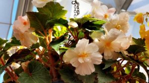 Советы По Уходу За Бегонией / Не Совершай Эти Ошибки И Бегония Шикарно Зацветет /Cекреты Выращивани