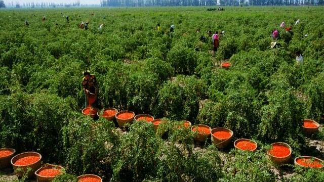 куст годжи купить смотреть онлайн