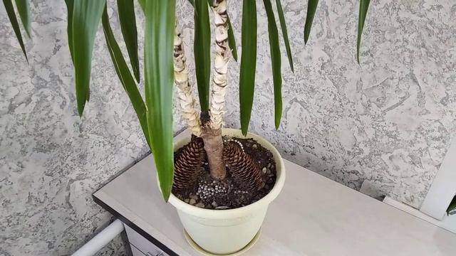 Обзор комнатного цветка Юкка / Юкка уход и лечение
