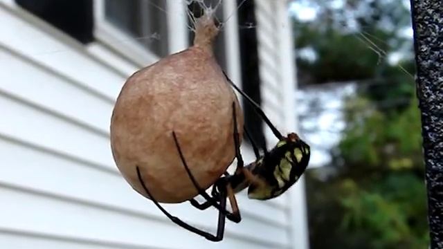 Argiope Aurantia Wrapping Egg Sack (9) смотреть онлайн