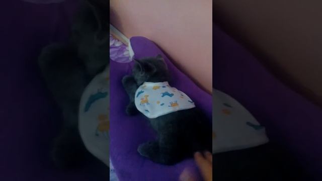 Укладываю свою кошечку спать смотреть онлайн