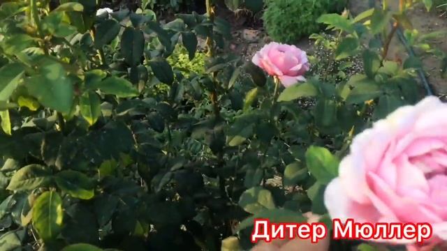 Перерождение розы в шиповник?.. Что делать?На что ещё способны розы? Мини обзор цветения ? смотреть онлайн