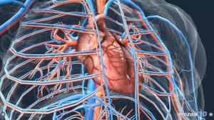 Тело человека. Внутренние органы человека. Мужчины. Играем вместе. Игрушки и игры с детьми.