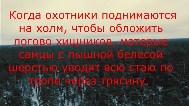 Заледеневшая потаённая Мещёра с высоты птичьего полёта #мещёра #волки #зима смотреть онлайн