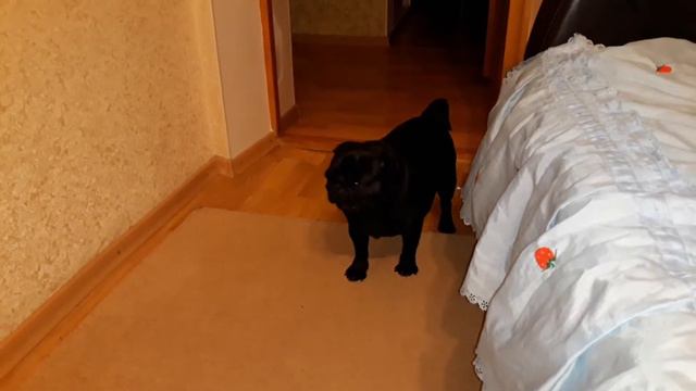 Песня в исполнении мопсика... смотреть онлайн